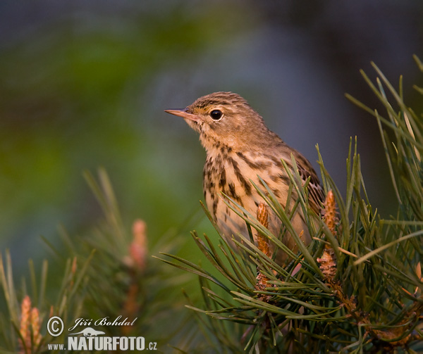 Anthus trivialis