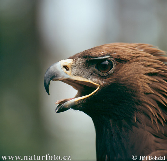 Aquila chrysaetos