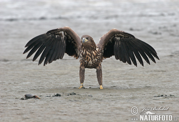 Aquila di mare dalla coda bianca