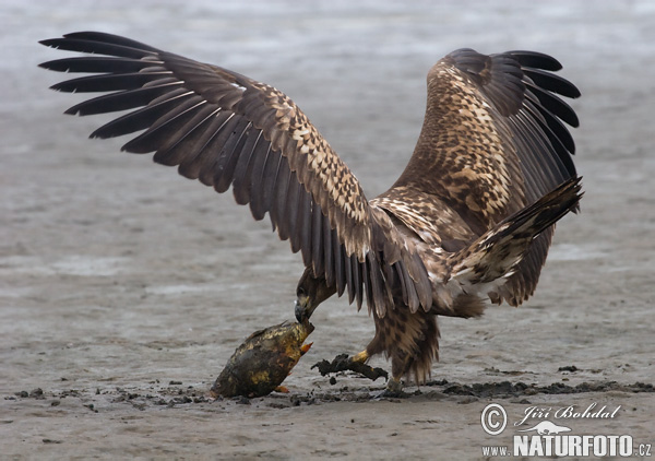 Aquila di mare dalla coda bianca