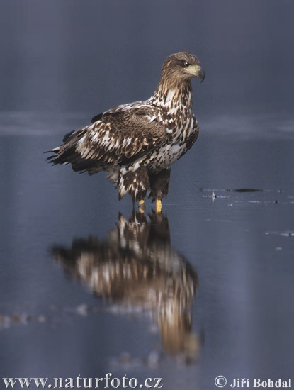 Aquila di mare dalla coda bianca