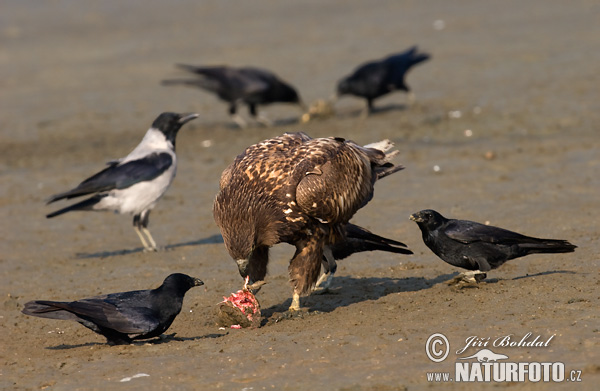 Aquila di mare dalla coda bianca