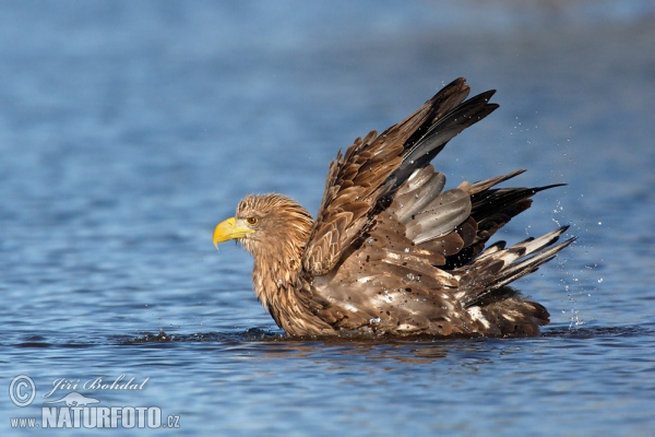 Aquila di mare dalla coda bianca