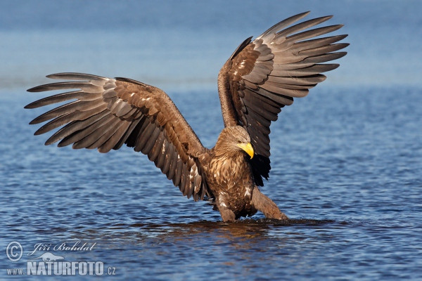 Aquila di mare dalla coda bianca