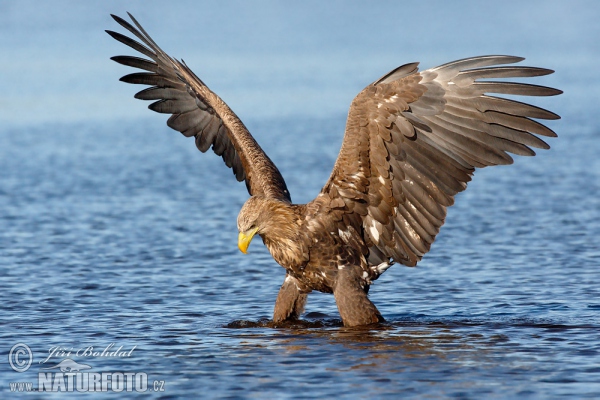 Aquila di mare dalla coda bianca