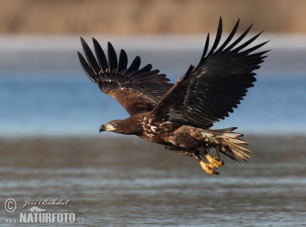 Aquila di mare dalla coda bianca