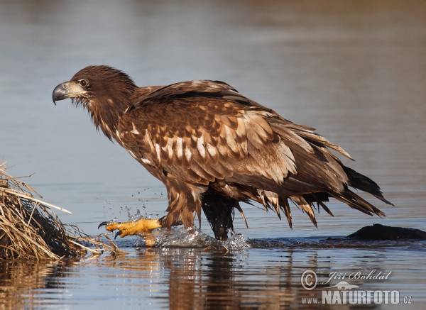 Aquila di mare dalla coda bianca