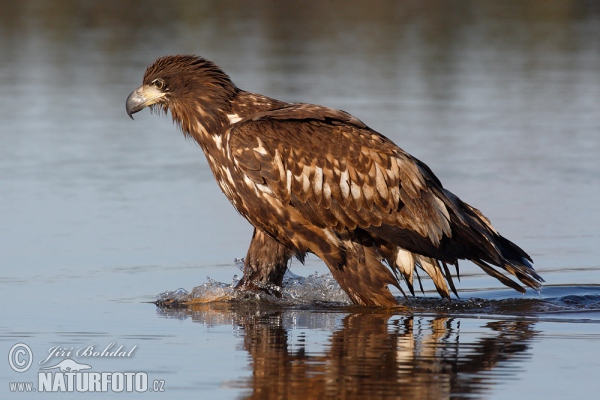 Aquila di mare dalla coda bianca