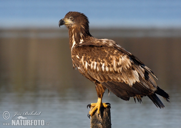 Aquila di mare dalla coda bianca