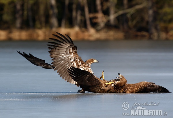 Aquila di mare dalla coda bianca