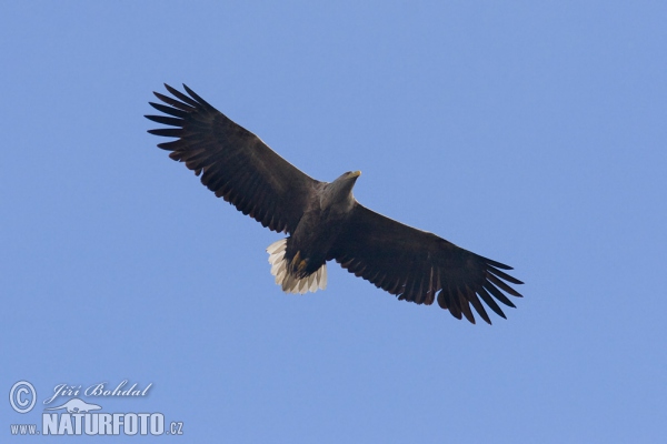 Aquila di mare dalla coda bianca