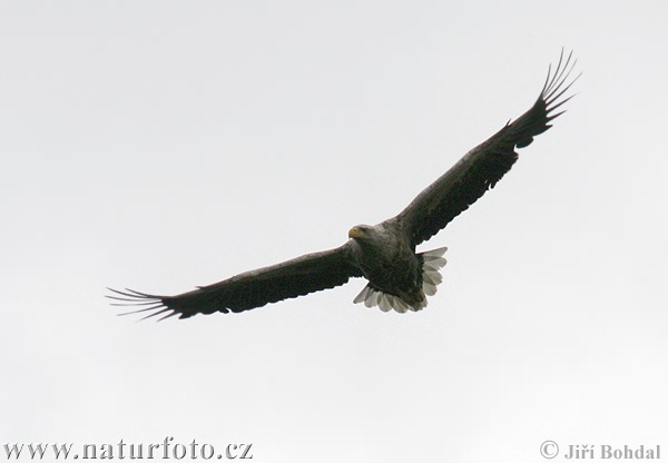 Aquila di mare dalla coda bianca