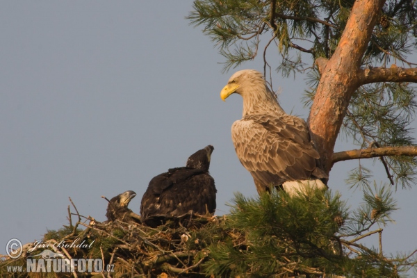 Aquila di mare dalla coda bianca