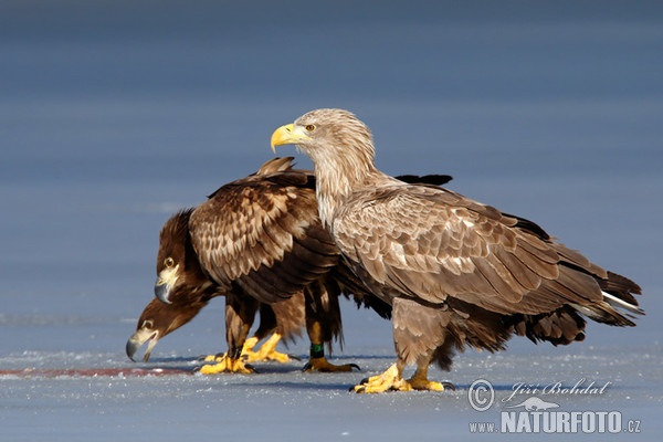 Aquila di mare dalla coda bianca