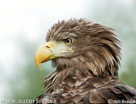 Aquila di mare dalla coda bianca