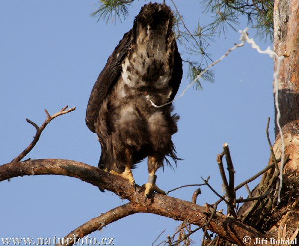 Aquila di mare dalla coda bianca