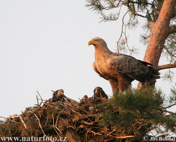 Aquila di mare dalla coda bianca