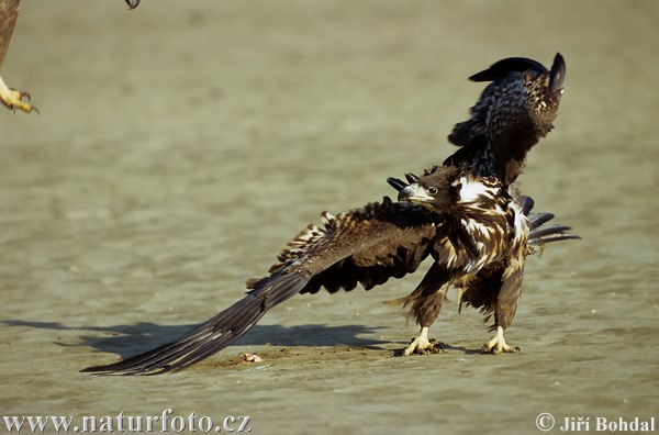 Aquila di mare dalla coda bianca