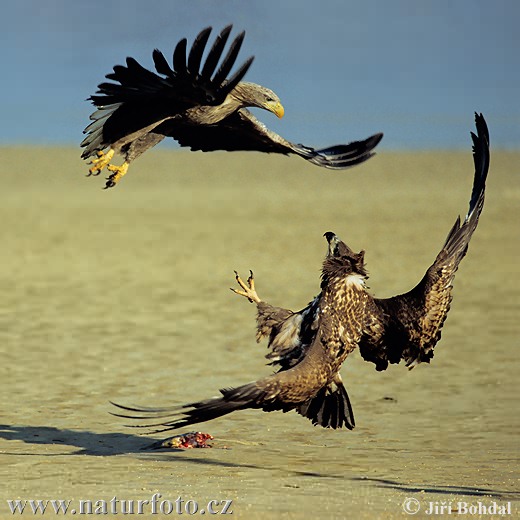 Aquila di mare dalla coda bianca