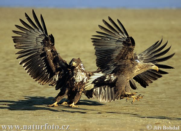 Aquila di mare dalla coda bianca