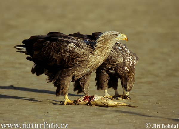 Aquila di mare dalla coda bianca