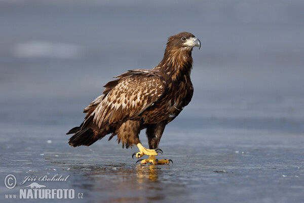 Aquila di mare dalla coda bianca