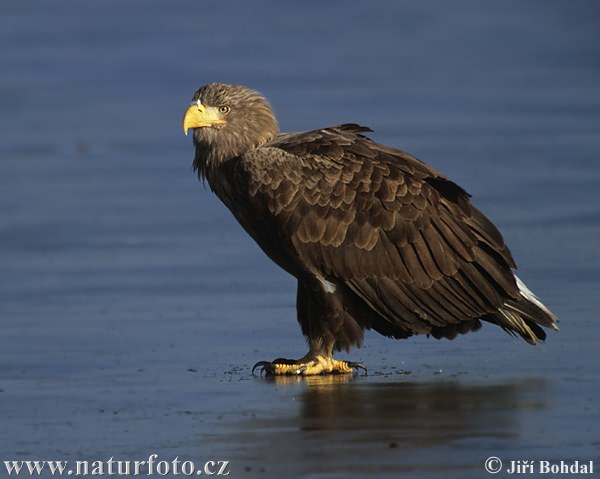 Aquila di mare dalla coda bianca