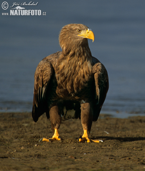 Aquila di mare dalla coda bianca