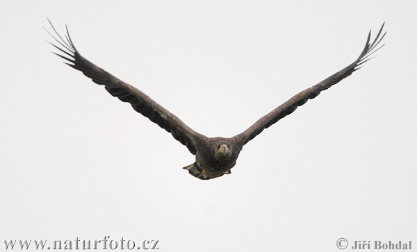 Aquila di mare dalla coda bianca