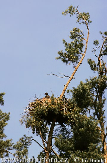 Aquila di mare dalla coda bianca