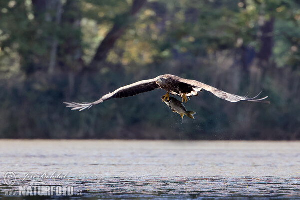 Aquila di mare dalla coda bianca