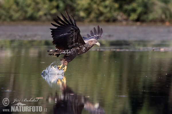 Aquila di mare dalla coda bianca