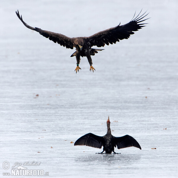 Aquila di mare dalla coda bianca