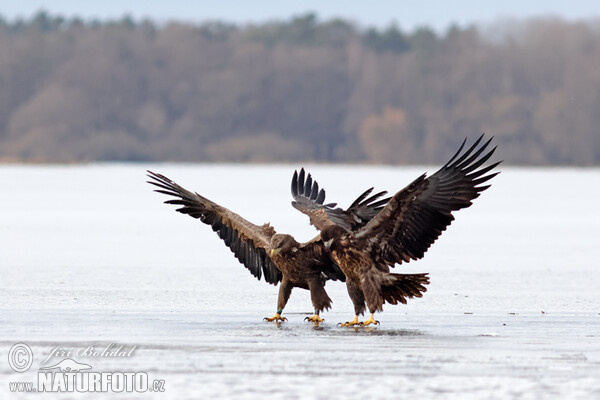 Aquila di mare dalla coda bianca