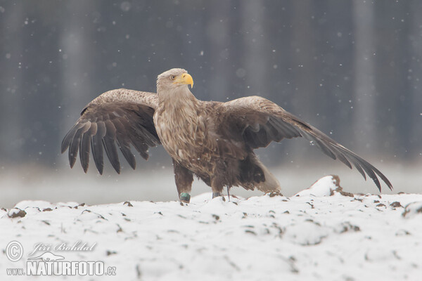 Aquila di mare dalla coda bianca