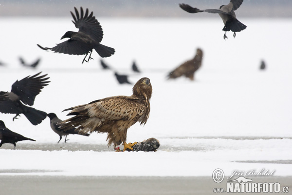 Aquila di mare dalla coda bianca