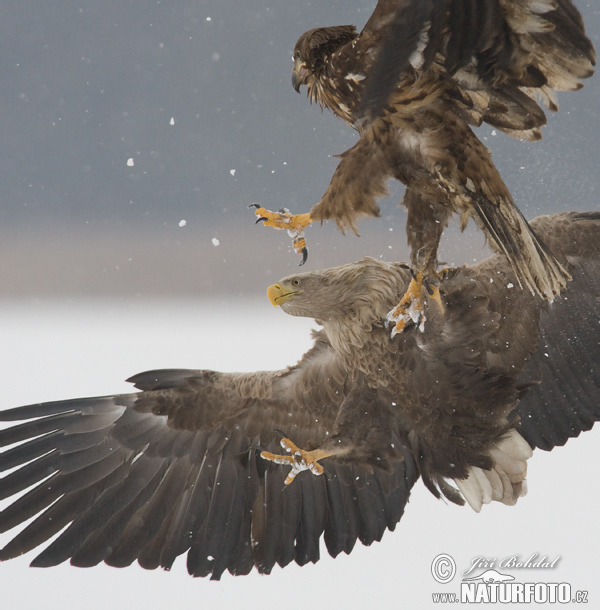 Aquila di mare dalla coda bianca