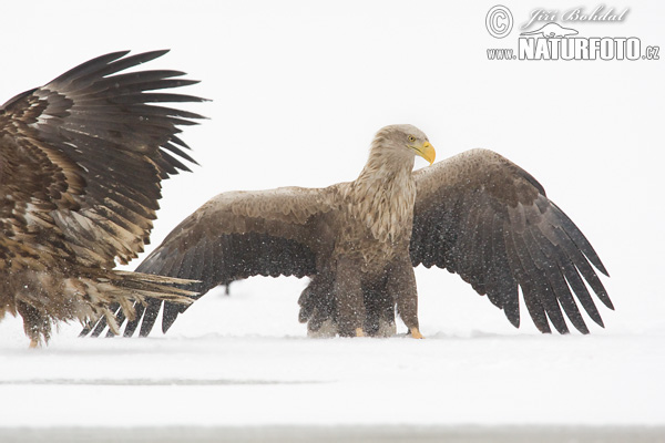 Aquila di mare dalla coda bianca