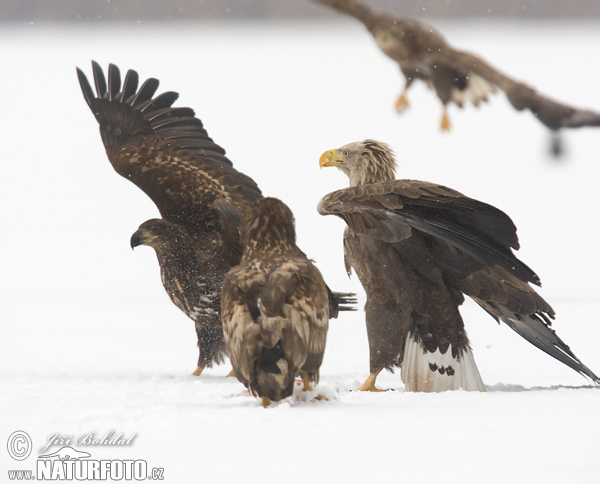 Aquila di mare dalla coda bianca