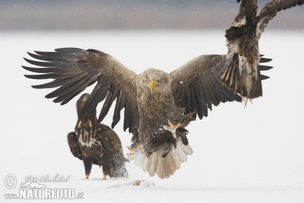 Aquila di mare dalla coda bianca