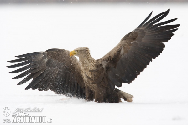 Aquila di mare dalla coda bianca