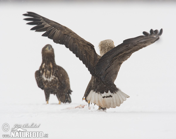 Aquila di mare dalla coda bianca