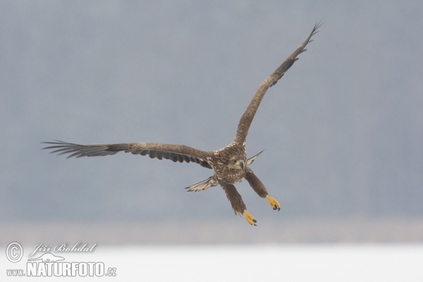 Aquila di mare dalla coda bianca