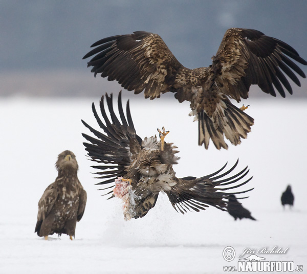 Aquila di mare dalla coda bianca