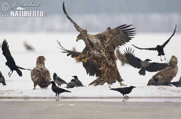 Aquila di mare dalla coda bianca