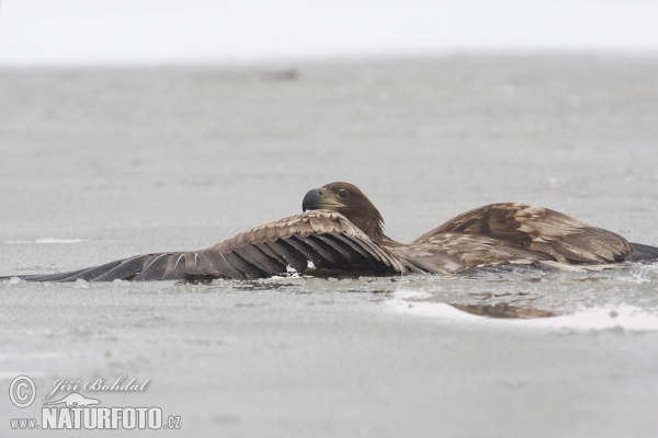 Aquila di mare dalla coda bianca