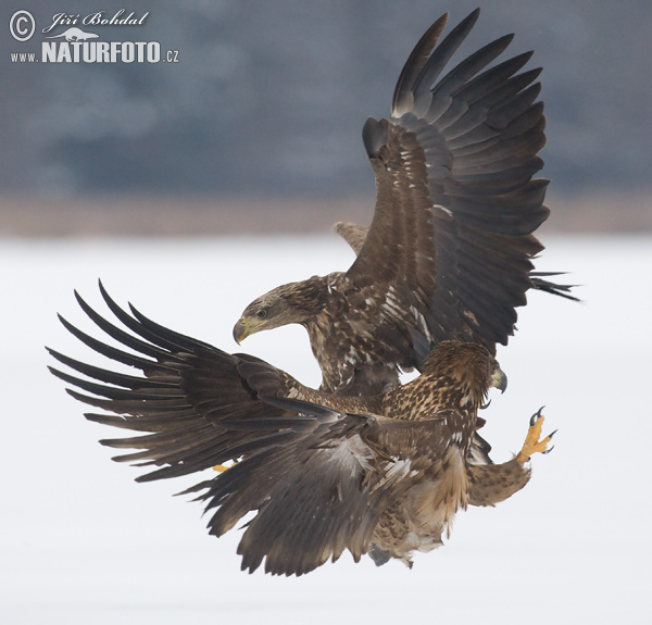Aquila di mare dalla coda bianca