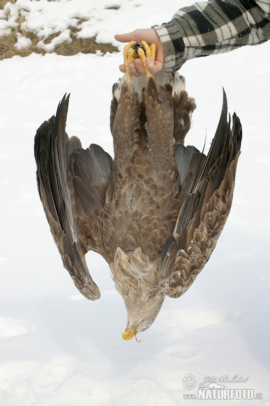 Aquila di mare dalla coda bianca