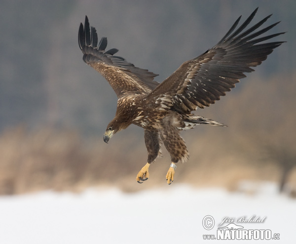 Aquila di mare dalla coda bianca