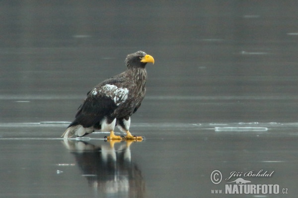 Aquila di mare di Steller